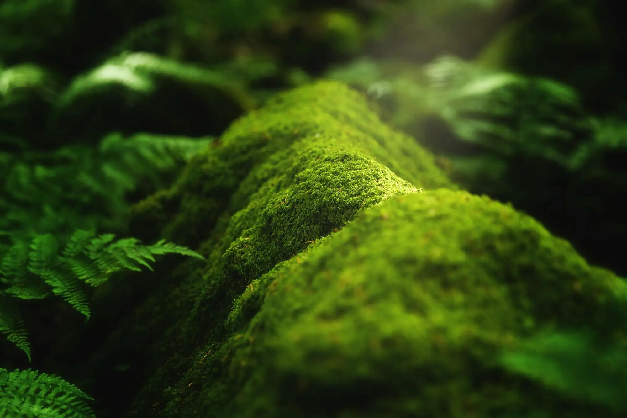 Moss covered forest floor