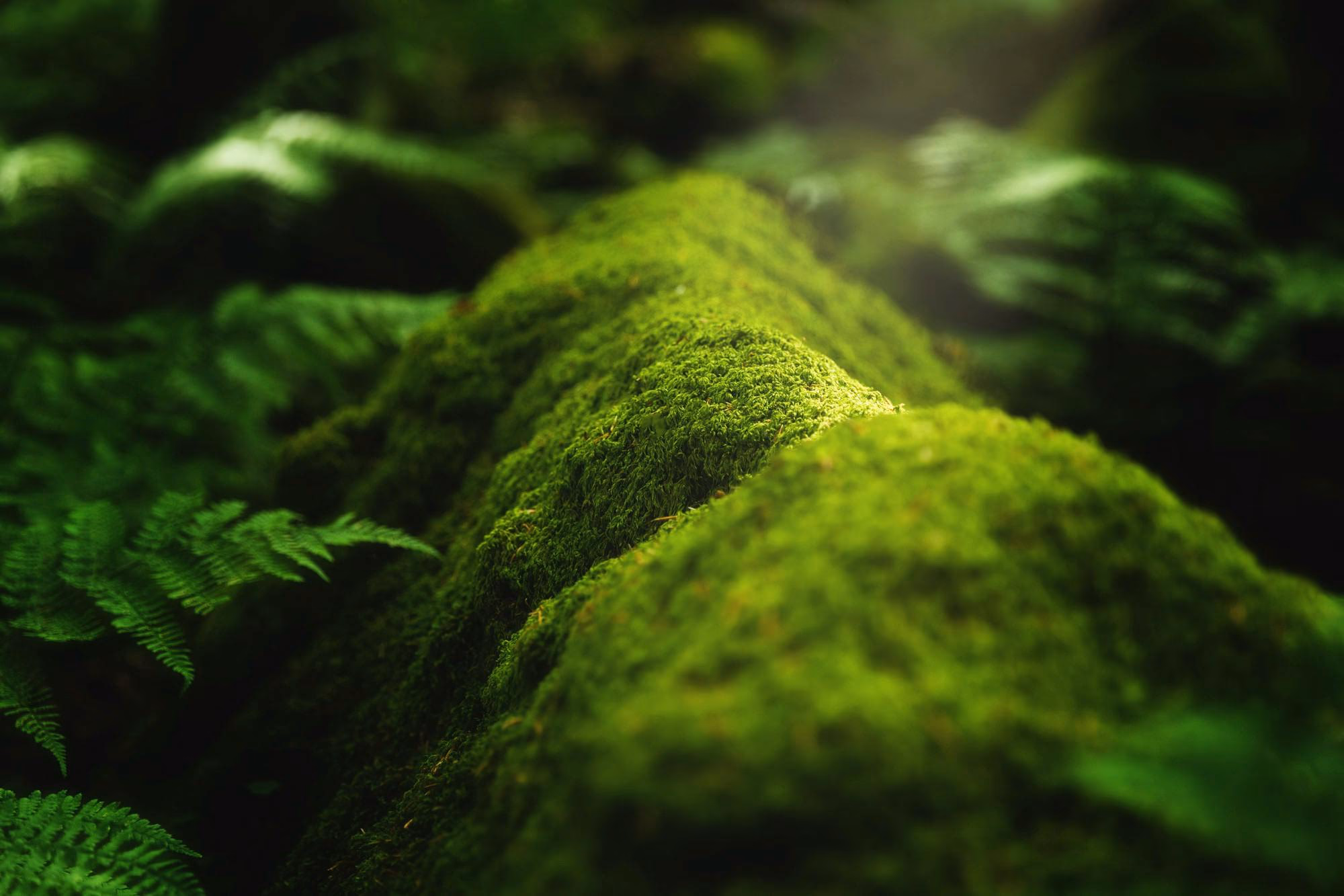 Moss covered forest floor